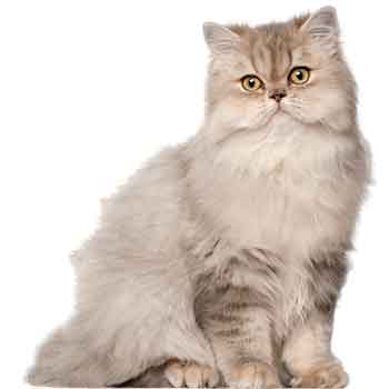 Для кошек